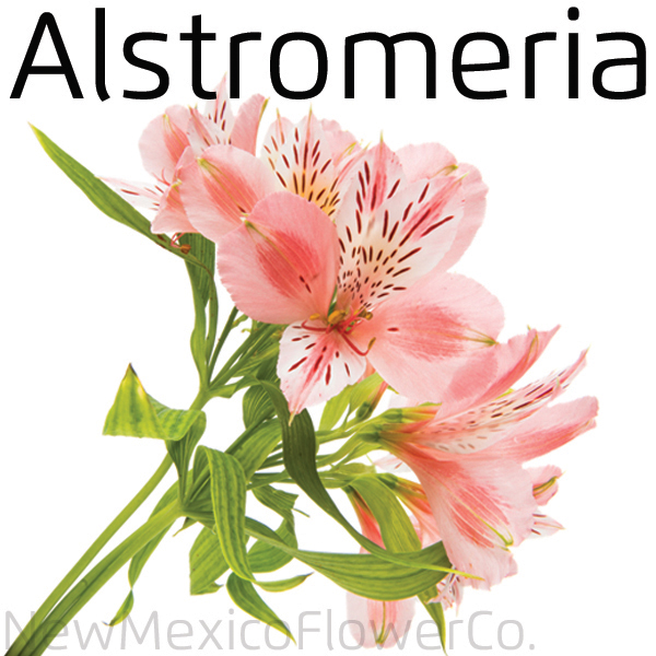 Alstromeria wedding flowers Santa Fe