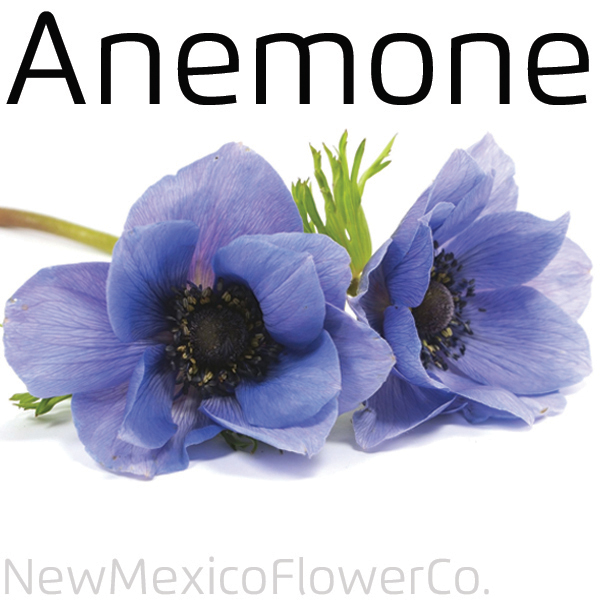 Aneome flowers for sale in New Mexico