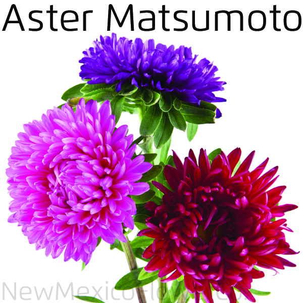 Aster Matsumoto for Santa Fe Weddings