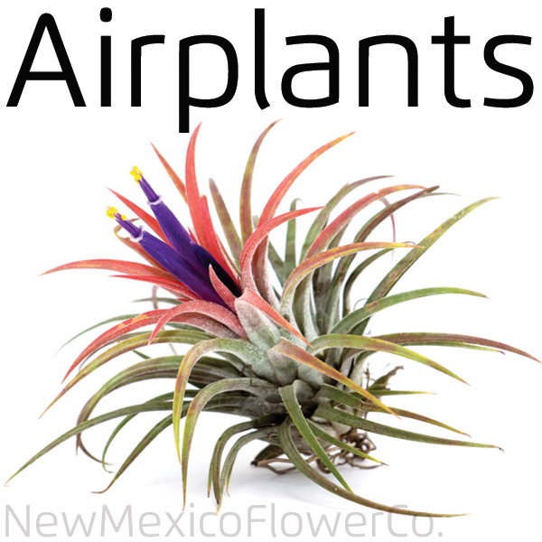 Buy Airplants near Santa Fe