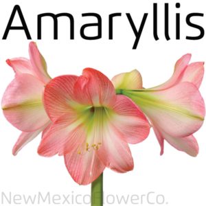 Buy Amaryllis flowers Santa Fe