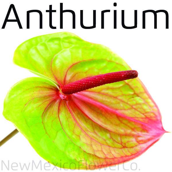 Where can I buy Anthurium near Santa Fe