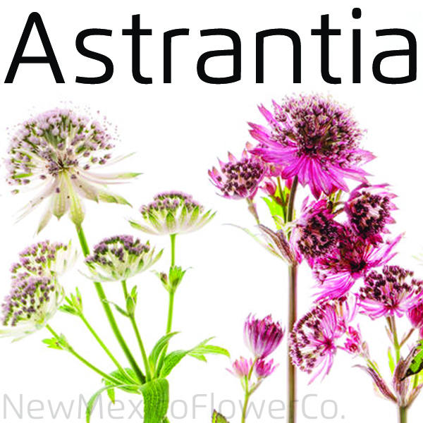 Astrantia wedding flowers for sale near Albuquerque