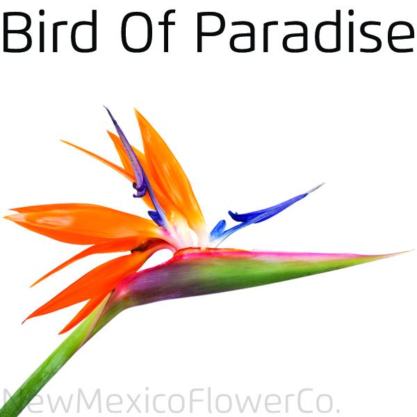 Buy Bird Of Paradise in Albuquerque