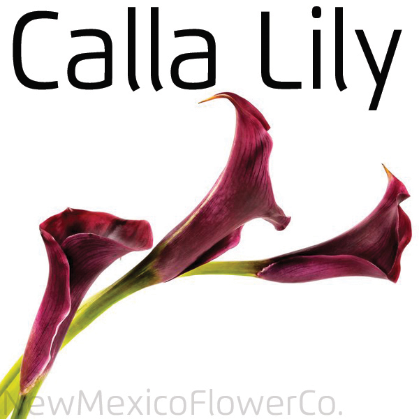 Buy Calla Lily Flowers near Santa Fe