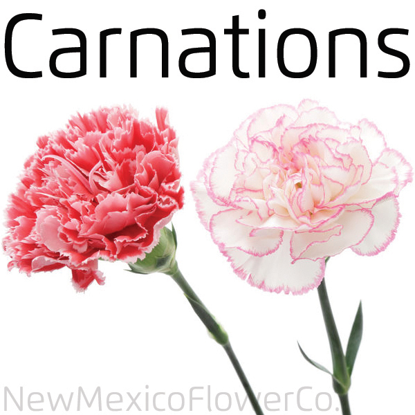 Buy Carnations near Albuquerque NM