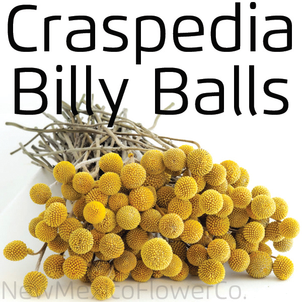 Buy Craspedia Billy Balls near Santa Fe