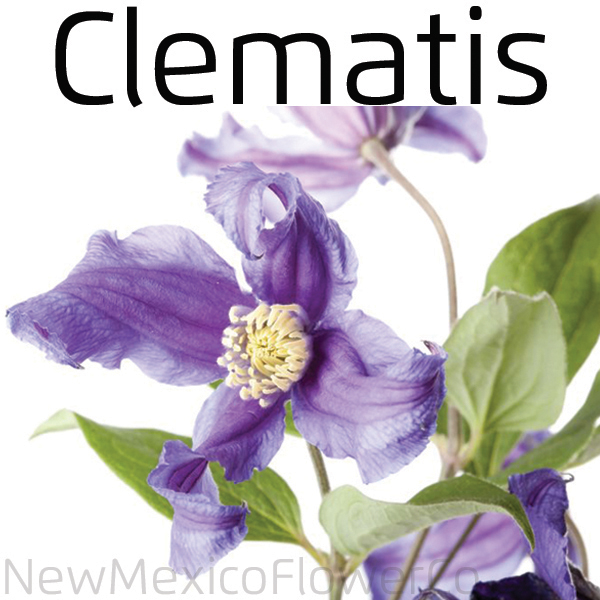 Where can I buy Clematis in Albuquerque