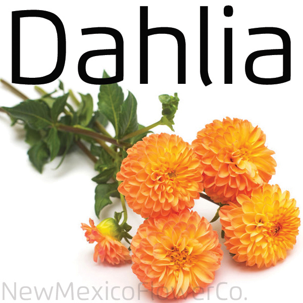 Buy Dahlia in Placitas, NM