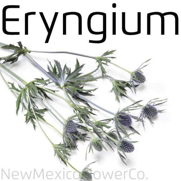 Buy Eryngium in Santa Fe