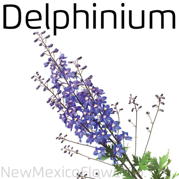 Delphinium Flower Bouquets ABQ