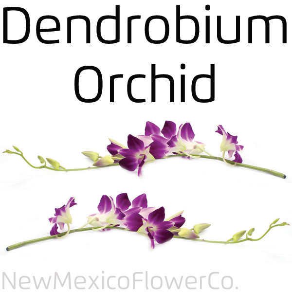 Dendrobium Orchid for wedding bouquets