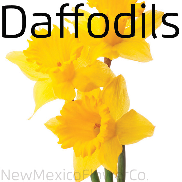 Where can I buy Daffodils in ABQ