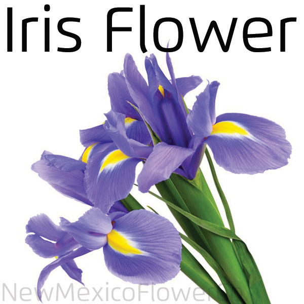 Where can I buy Iris in Placitas