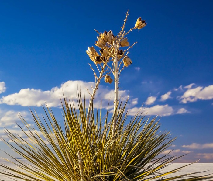 Best Local NM Florist