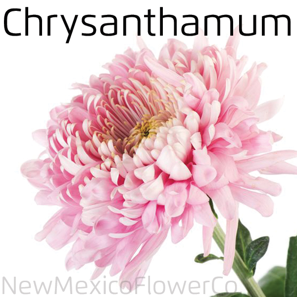 Buy Chrysanthamum Flowers For Sale Placitas