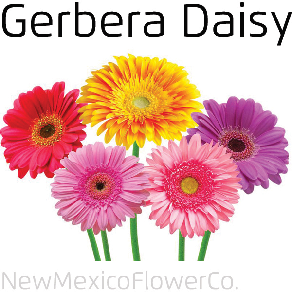 Buy Gerbera Daisies in Santa Fe