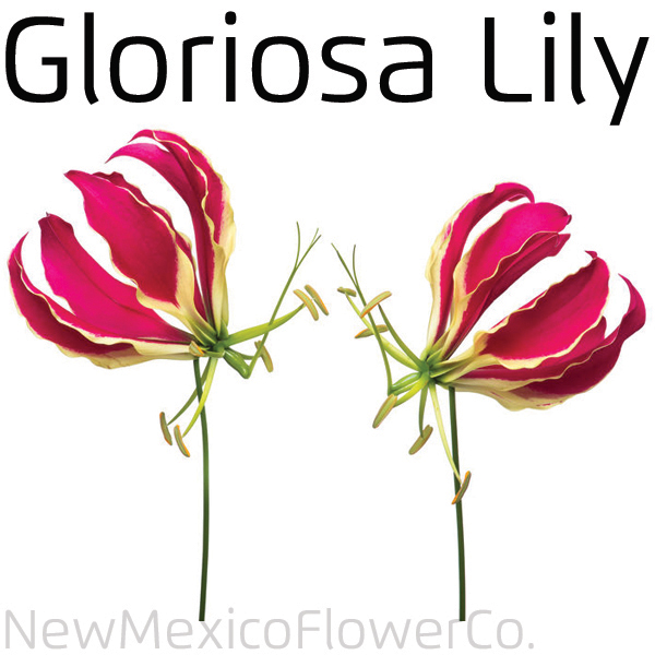 Buy Gloriosa Lily in Rio Rancho