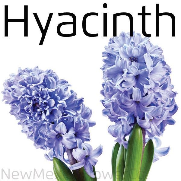 Buy Hyacinth in Rio Rancho