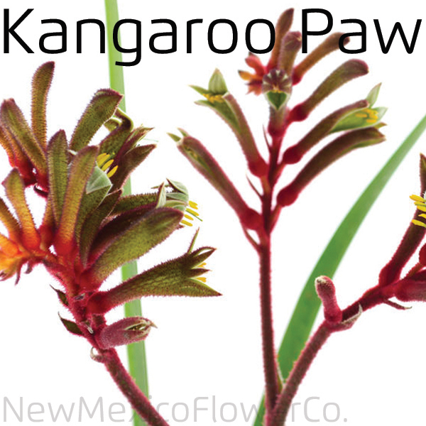 Buy Kangaroo Paw in ABQ