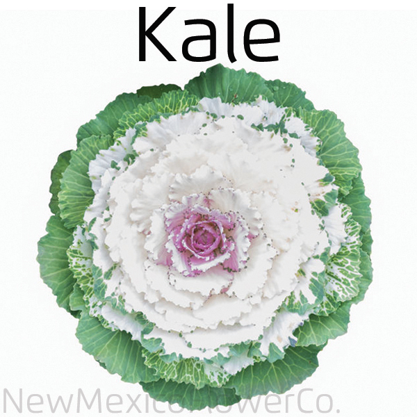 Buy fresh Kale in Bernalillo