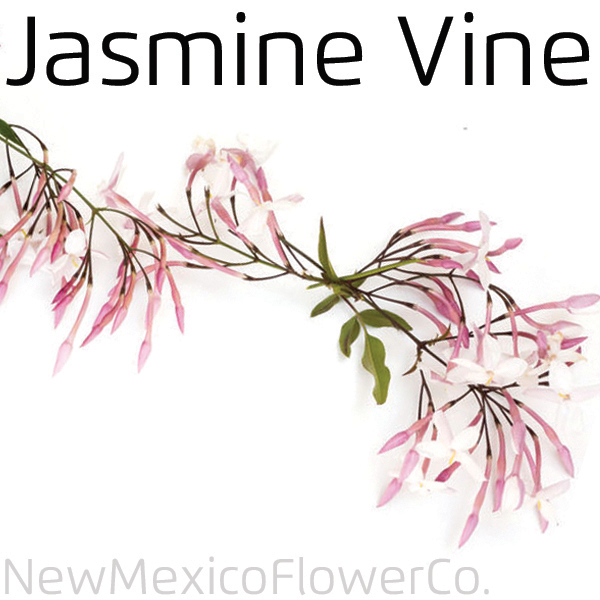 Buy jasmine vine near Santa Fe