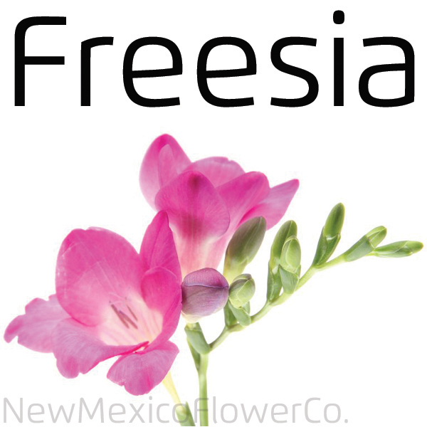 Freesia for sale in ABQ