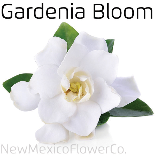 Gardenia Bloom in ABQ