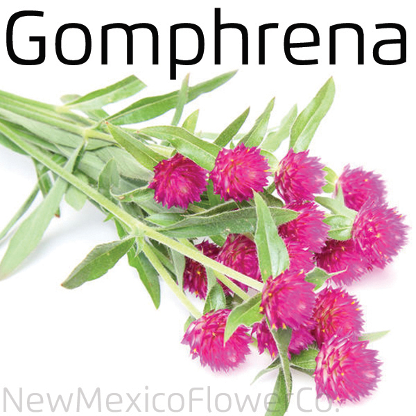 Gomphrena Flowers For Sale ABQ