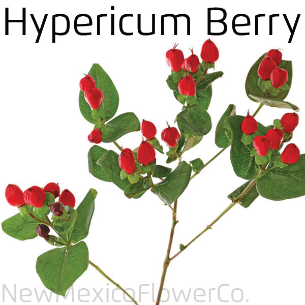 Hypericum Berry On Sale in ABQ