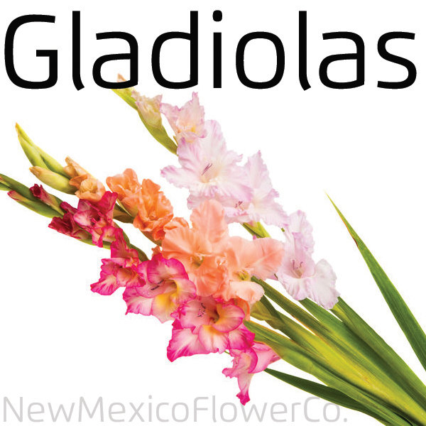 Where can I buy Gladiolas in Rio Rancho