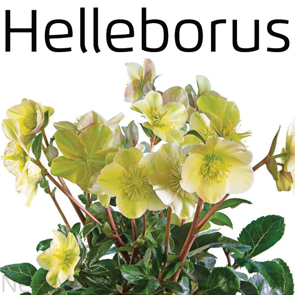 helleborus flowers for sale Placitas