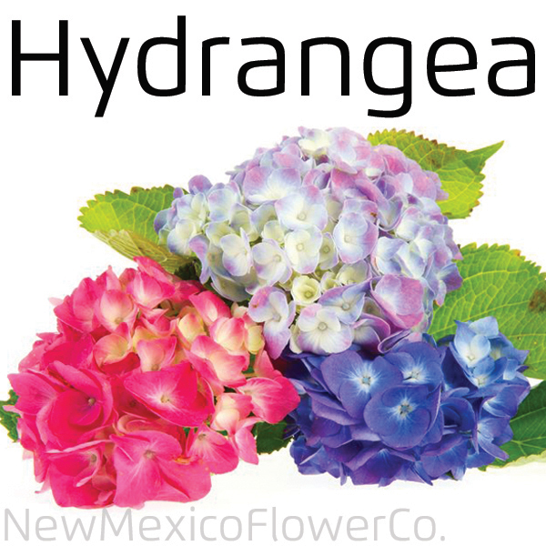 lowest price Hydrangea Flowers ABQ NM