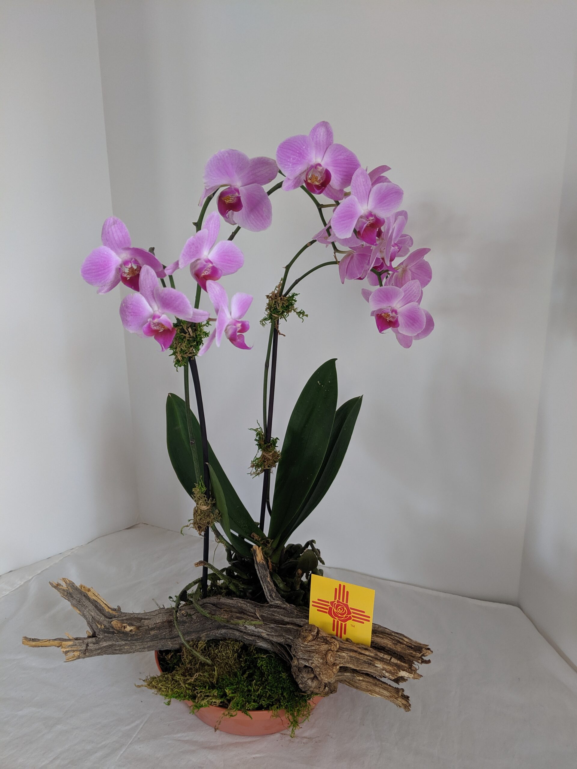 Buy Orchid Plants 87144