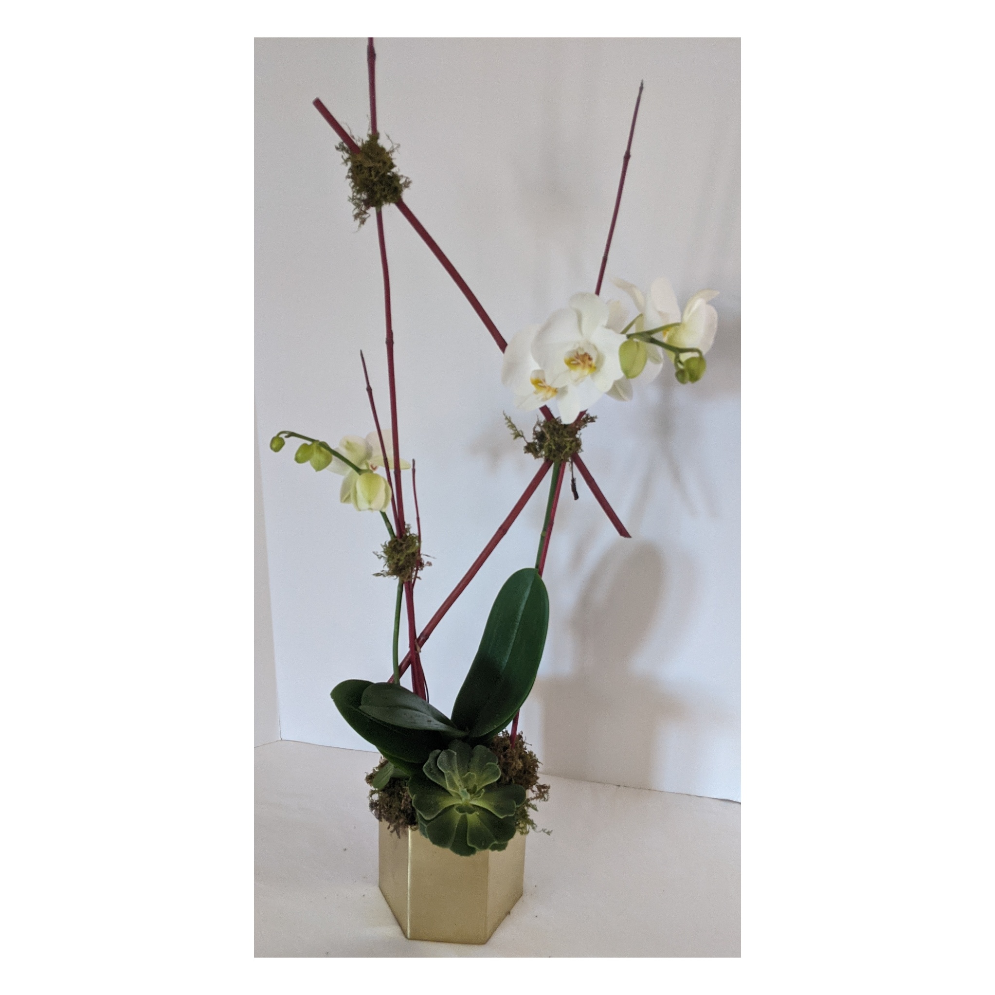 Orchid and Succulent Planter 87144