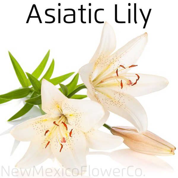 Find Asiatic Lily flowers in Bernalillo, NM