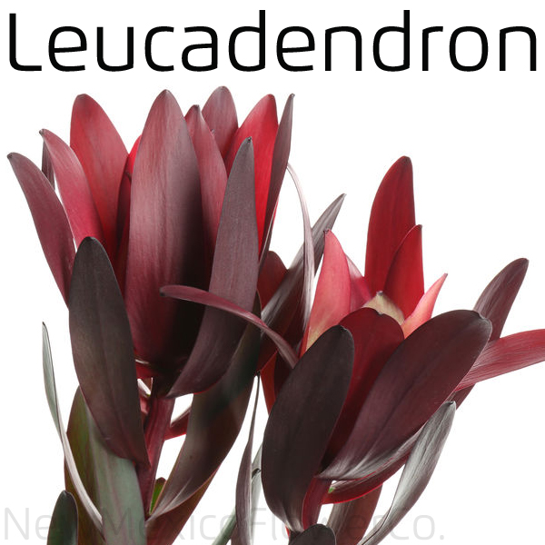 Where to buy Leucadendron near me 87144