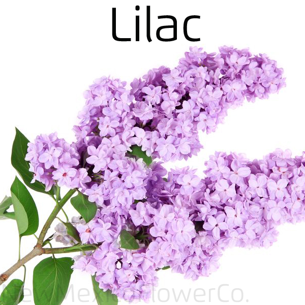 Lilac for Mother's Day Placitas, NM