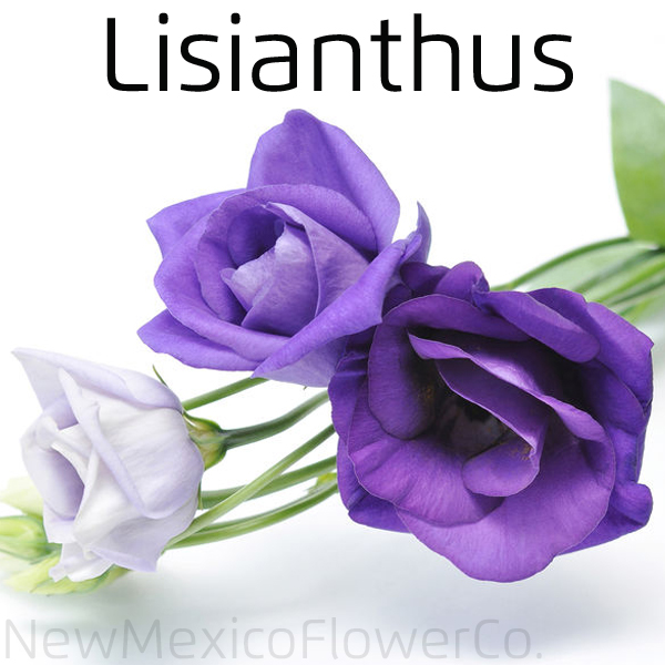 Lisianthus Bouquets in Corrales, New Mexico