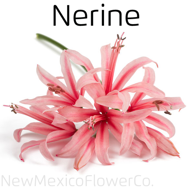 Nerine Lily Flowers for Sale ABQ