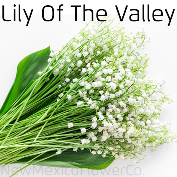 Buy lily of the valley near ABQ